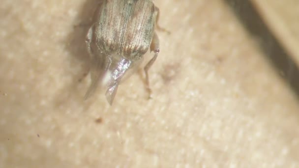 Coléoptère bruchide explorant les gousses de haricot de Lima 