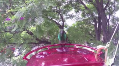 Sinek kuşu Amazilia spp. bir besleyici tarafından durdurma