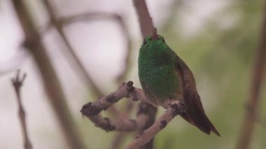 Ağaca tünemiş yeşil sinek kuşu