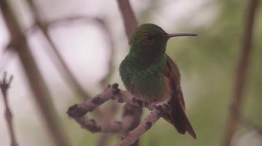 Ağaca tünemiş yeşil sinek kuşu