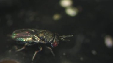 Siyah fasulye konukçuda arıyorum Pteromalid yaban arısı