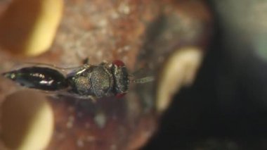 Siyah fasulye konukçuda arıyorum Pteromalid yaban arısı