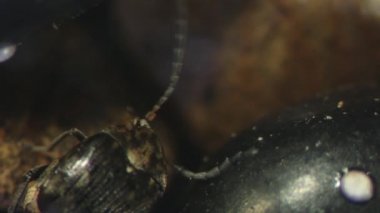 Zabrotes subfasciatus, siyah fasulye arasında gizli anten Temizleme