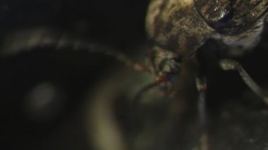 Zabrotes subfasciatus, siyah fasulye arasında gizli anten Temizleme