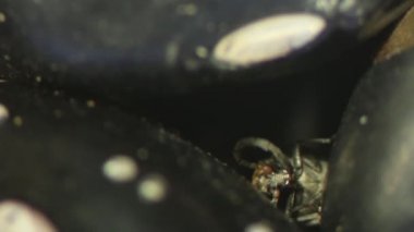 Zabrotes subfasciatus, siyah fasulye arasında gizli anten Temizleme