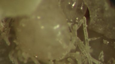 Bruchid larva maruz parazit eşekarısı, Entomoloji, laboratuar