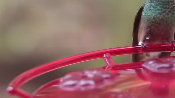 Colibri Amazilia spp. alimentation 
