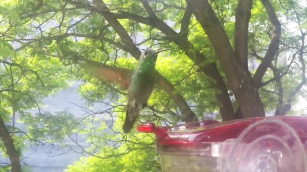 Hummingbird Amazilia Spp Dricka Från Feeder — Stockvideo