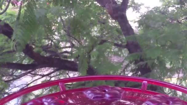 Kolibri Amazilia Spp Trinken Aus Einem Futterhäuschen — Stockvideo