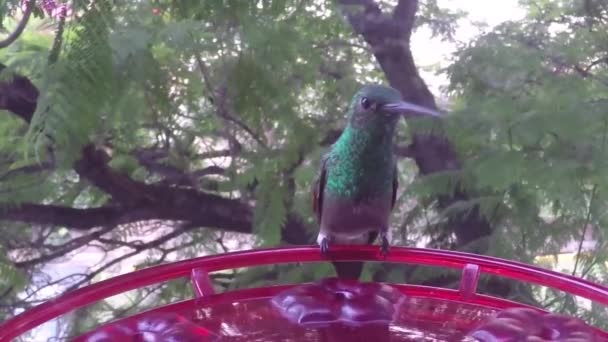 Colibri Amazilia Spp Boire Dans Une Mangeoire — Video