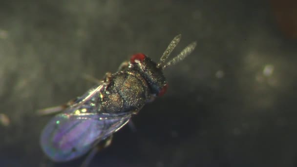 Pteromalid Wasp Looking Host Black Bean — Stock Video