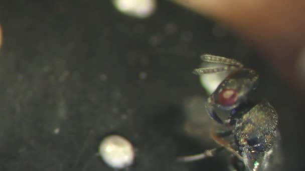 Pteromalid Wasp Zoek Naar Host Zwarte Bonen — Stockvideo