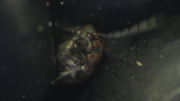 Weevil Bruchid Zabrotes Subfasciatus Fasulye — Stok video