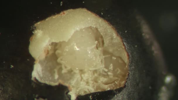 Bruchid Larva Maruz Parazit Eşekarısı Entomoloji Laboratuar — Stok video