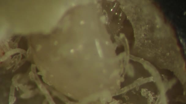 接触寄生黄蜂的布鲁奇德幼虫 昆虫学 实验室设置 — 图库视频影像