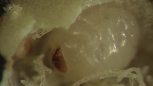 Bruchid Larvae Exposed Parasitic Wasps Entomology Laboratory Set — Stock Video