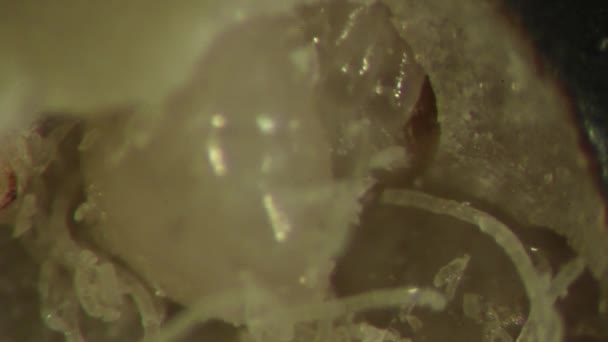 Larvas Brúquidas Expuestas Avispas Parásitas Entomología Laboratorio — Vídeo de stock