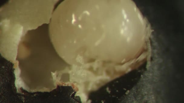Bruchid Larva Maruz Parazit Eşekarısı Entomoloji Laboratuar — Stok video