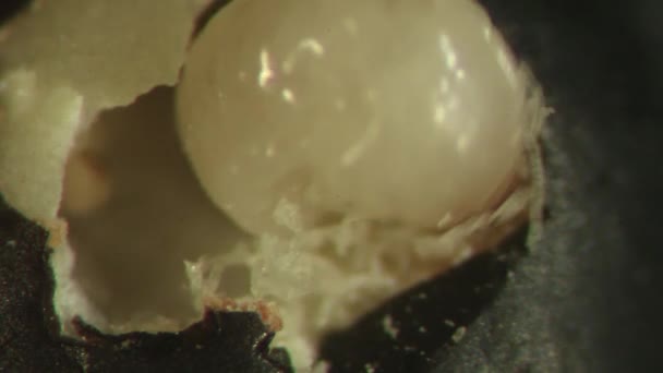 Bruchid Larven Blootgesteld Aan Sluipwespen Entomologie Laboratorium Instellen — Stockvideo