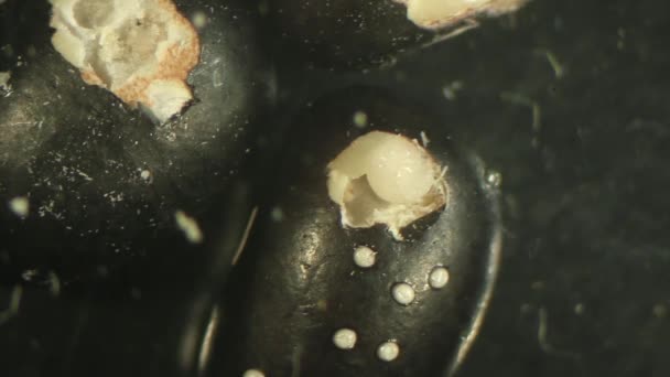 Личинки Брухидов Подвергаются Воздействию Паразитарных Энтомологии Лабораторной Установке — стоковое видео