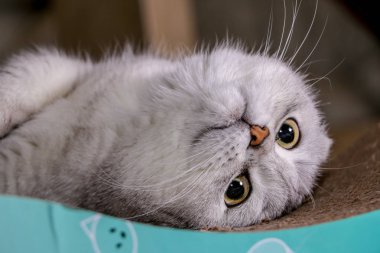 Çok güzel gümüş chinchilla İskoç fold kedi