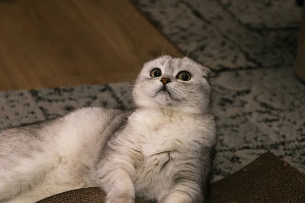 Rozkošný Stříbrná Činčila Skotské Klapouché Kočky — Stock fotografie