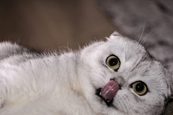Kucing Lipatan Skotlandia Chinchilla Perak Manis — Stok Foto
