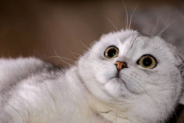 Adorable Silver Chinchilla Scottish Fold Cat — Stock Photo, Image