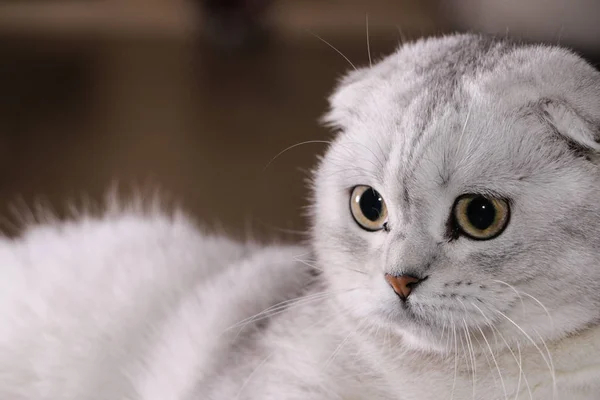 Bedårande Silver Chinchilla Scottish Fold Cats — Stockfoto