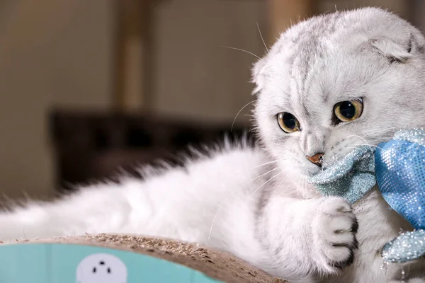 Entzückende Silberne Chinchilla Schottische Faltkatze — Stockfoto