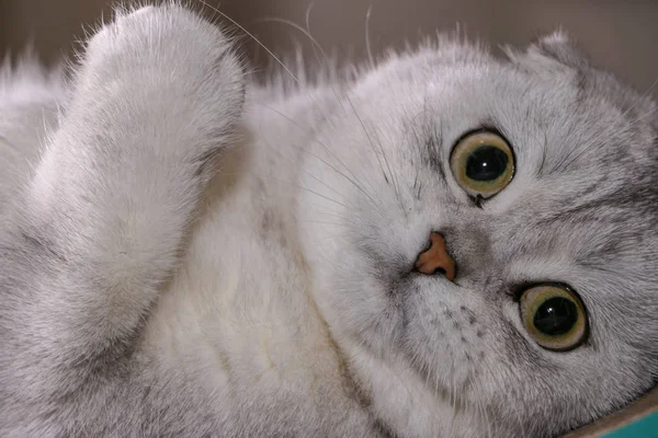 Adorable Chinchilla Plata Escocesa Plegable Gato — Foto de Stock