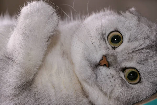 Adorable Silver Chinchilla Scottish Fold Cat — Stock Photo, Image