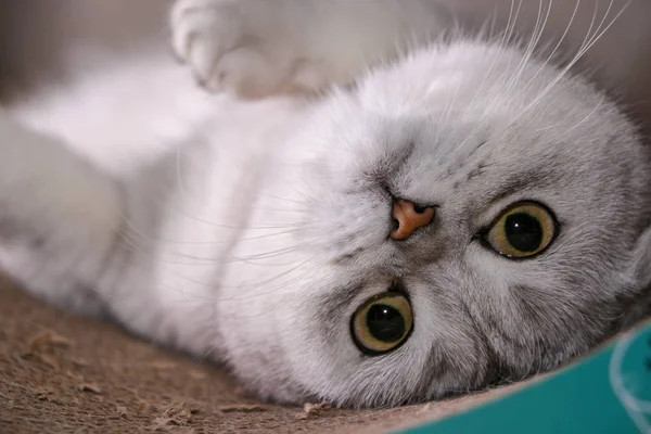 Entzückende Silberne Chinchilla Schottische Faltkatze — Stockfoto