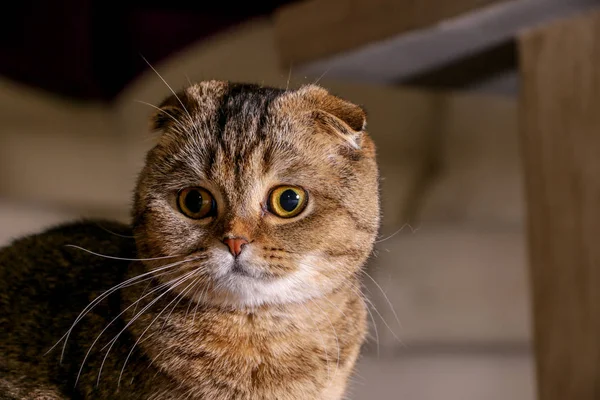 Entzückende Goldene Chinchilla Schottische Faltkatze — Stockfoto