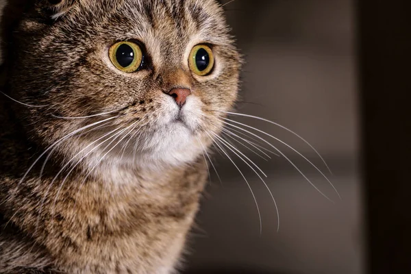 Entzückende Goldene Chinchilla Schottische Faltkatze — Stockfoto