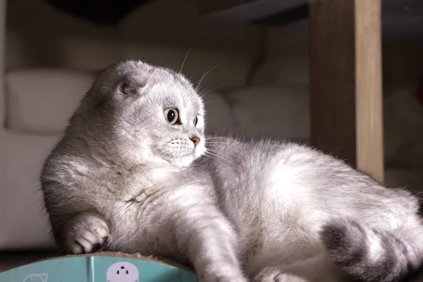 Adorabile Cincilla Argento Gatto Piega Scozzese — Foto Stock