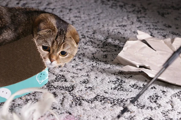 Entzückende Goldene Chinchilla Schottische Faltkatze — Stockfoto