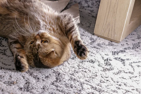 Entzückende Goldene Chinchilla Schottische Faltkatze — Stockfoto