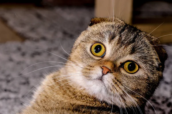 Adorable Chinchilla Dorada Escocesa Plegable Gato — Foto de Stock
