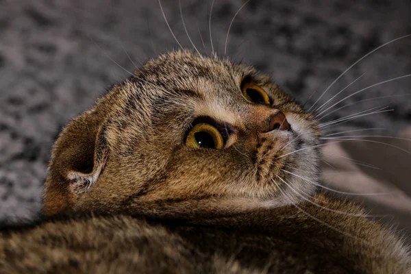 Adorable Chinchilla Dorada Escocesa Plegable Gato —  Fotos de Stock