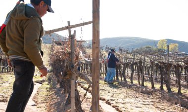 Ensenada, Baja California Norte, Meksika, 8th Ocak 2019, Meksika işçi kırpma şarap Valle de Guadalupe kırpar.