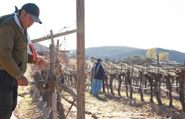 Ensenada, Baja California Norte, Meksika, 8th Ocak 2019, Meksika işçi kırpma şarap Valle de Guadalupe kırpar.