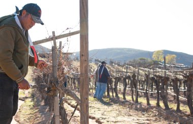 Ensenada, Baja California Norte, Mexico, January 8th, 2019, Mexican worker trimming wine crops in Valle de Guadalupe clipart