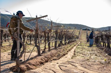Ensenada, Baja California Norte, Meksika, 8th Ocak 2019, Meksika işçi kırpma şarap Valle de Guadalupe kırpar.