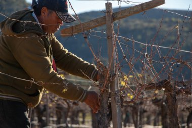 Ensenada, Baja California Norte, Meksika, 8th Ocak 2019, Meksika işçi kırpma şarap Valle de Guadalupe kırpar.