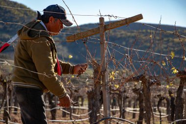 Ensenada, Baja California Norte, Meksika, 8th Ocak 2019, Meksika işçi kırpma şarap Valle de Guadalupe kırpar.