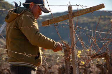 Ensenada, Baja California Norte, Mexico, January 8th, 2019, Mexican worker trimming wine crops in Valle de Guadalupe clipart