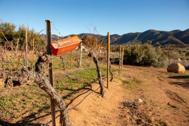 Ensenada, Baja California Norte, Mexico, January 3th, 2019, Pheromone trap for pest monitoring in vineyards clipart