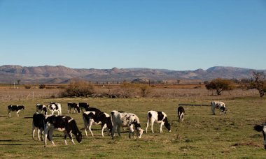 Rancho Ojos Negros, Meksika bir peynir süt inekleri