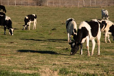 Rancho Ojos Negros, Meksika bir peynir süt inekleri